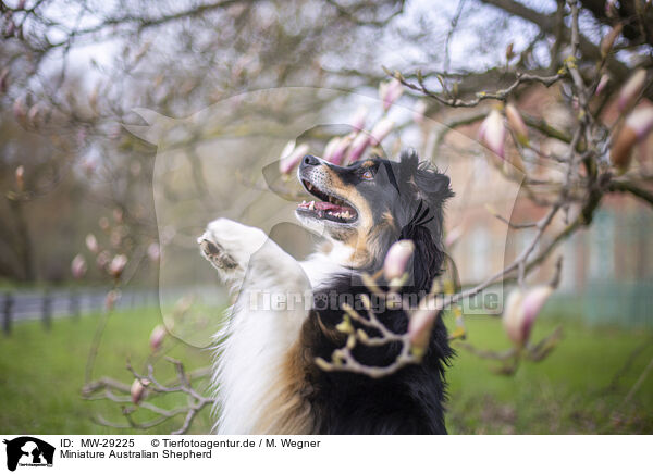 Miniature Australian Shepherd / Miniature Australian Shepherd / MW-29225