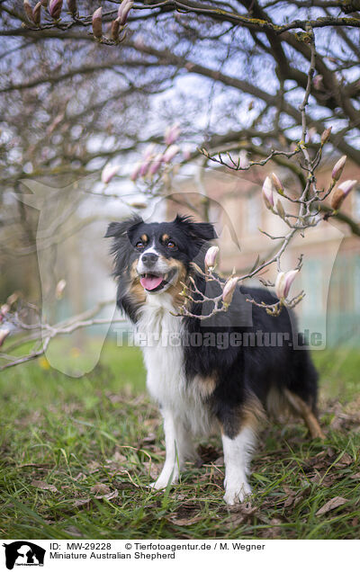 Miniature Australian Shepherd / MW-29228