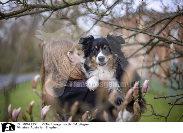 Miniature Australian Shepherd / Miniature Australian Shepherd / MW-29231