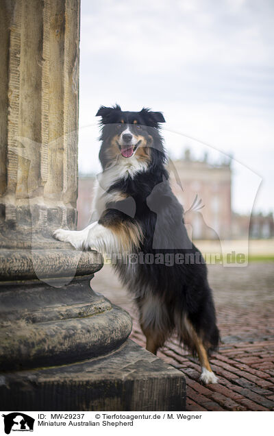Miniature Australian Shepherd / MW-29237