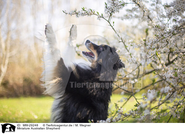 Miniature Australian Shepherd / Miniature Australian Shepherd / MW-29248