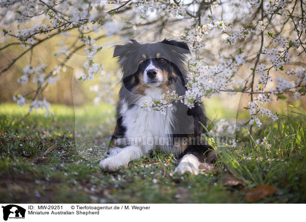 Miniature Australian Shepherd / Miniature Australian Shepherd / MW-29251