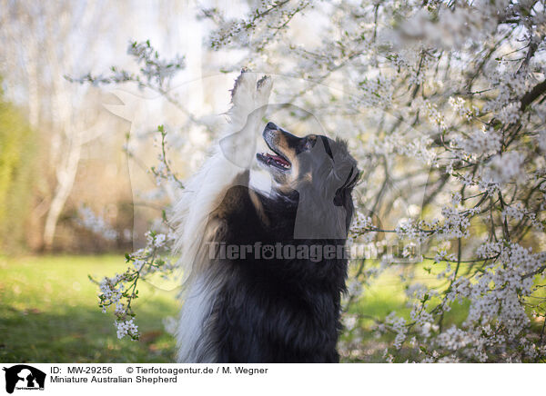 Miniature Australian Shepherd / MW-29256