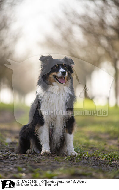 Miniature Australian Shepherd / Miniature Australian Shepherd / MW-29258