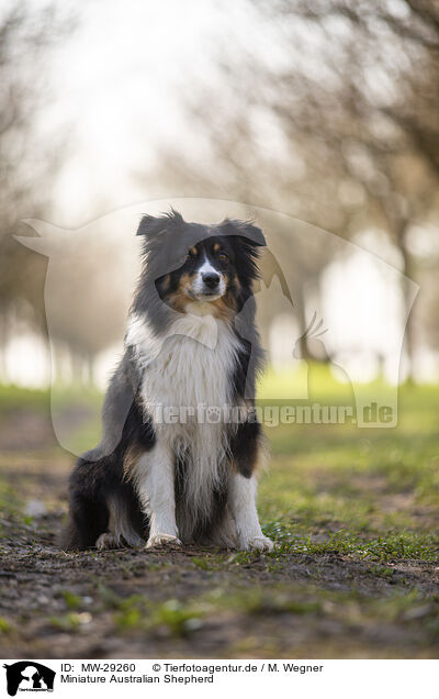Miniature Australian Shepherd / Miniature Australian Shepherd / MW-29260