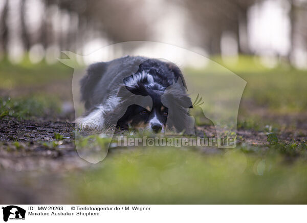 Miniature Australian Shepherd / Miniature Australian Shepherd / MW-29263