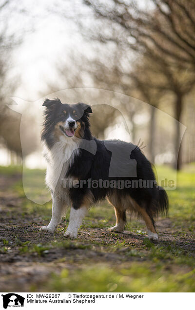 Miniature Australian Shepherd / Miniature Australian Shepherd / MW-29267