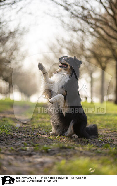 Miniature Australian Shepherd / Miniature Australian Shepherd / MW-29271