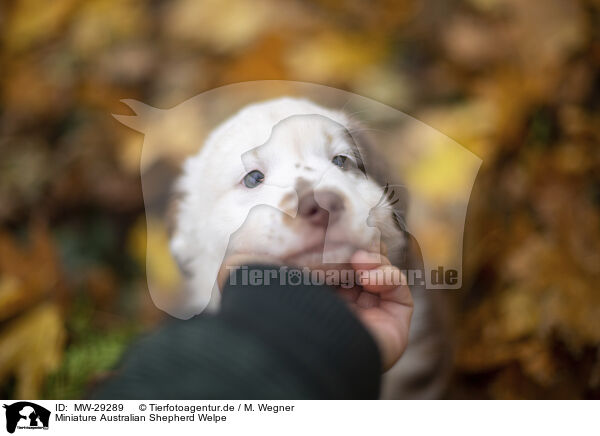 Miniature Australian Shepherd Welpe / Miniature Australian Shepherd puppy / MW-29289