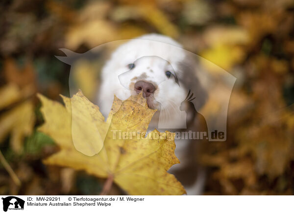 Miniature Australian Shepherd Welpe / Miniature Australian Shepherd puppy / MW-29291