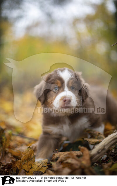 Miniature Australian Shepherd Welpe / Miniature Australian Shepherd puppy / MW-29298