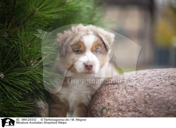 Miniature Australian Shepherd Welpe / MW-29302