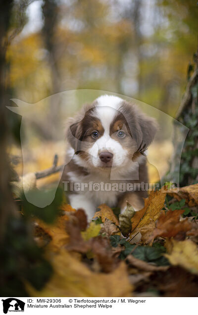 Miniature Australian Shepherd Welpe / Miniature Australian Shepherd puppy / MW-29306