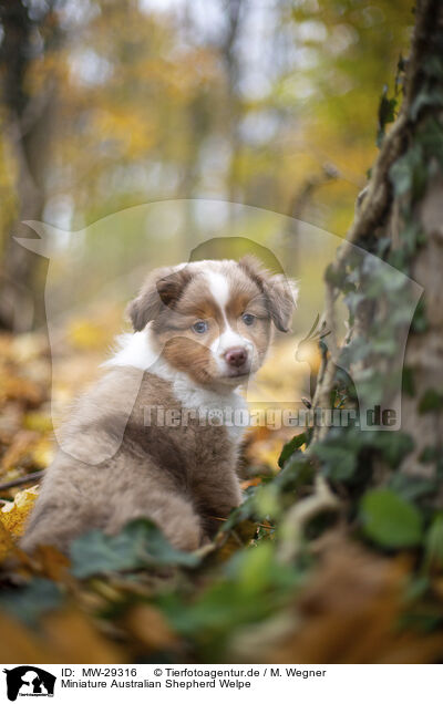 Miniature Australian Shepherd Welpe / MW-29316