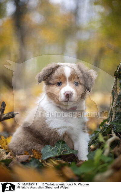 Miniature Australian Shepherd Welpe / MW-29317