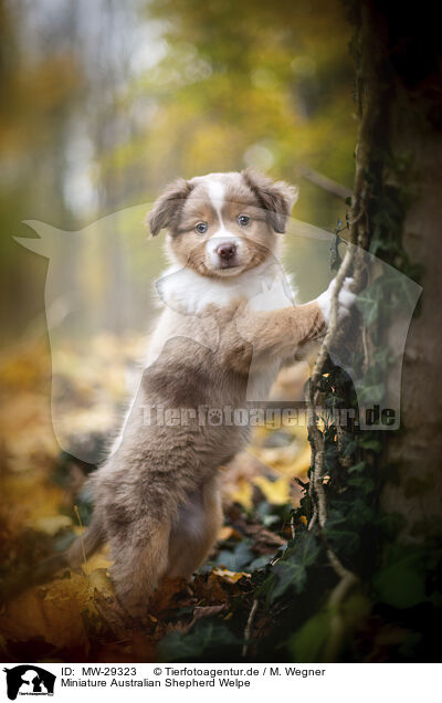 Miniature Australian Shepherd Welpe / MW-29323