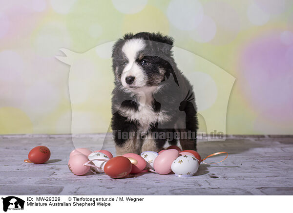 Miniature Australian Shepherd Welpe / MW-29329