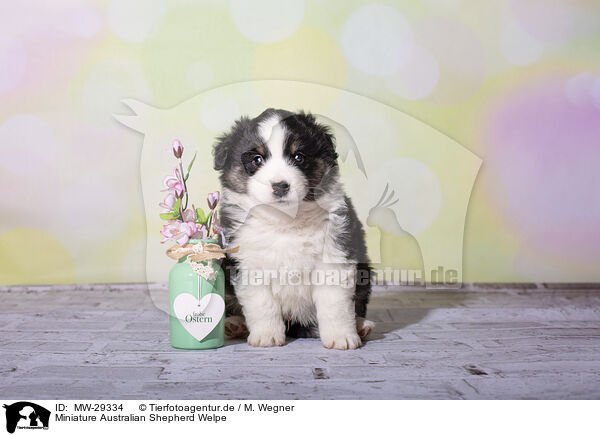 Miniature Australian Shepherd Welpe / MW-29334