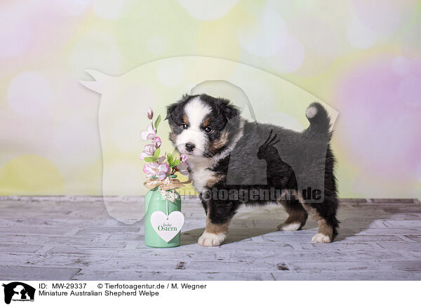 Miniature Australian Shepherd Welpe / Miniature Australian Shepherd Puppy / MW-29337