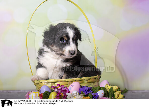 Miniature Australian Shepherd Welpe / MW-29338