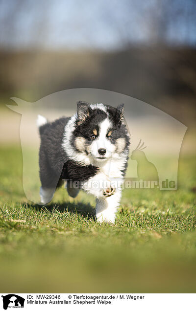Miniature Australian Shepherd Welpe / MW-29346