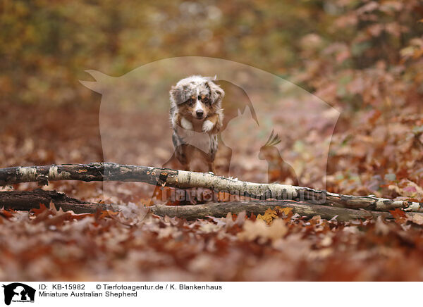 Miniature Australian Shepherd / Miniature Australian Shepherd / KB-15982