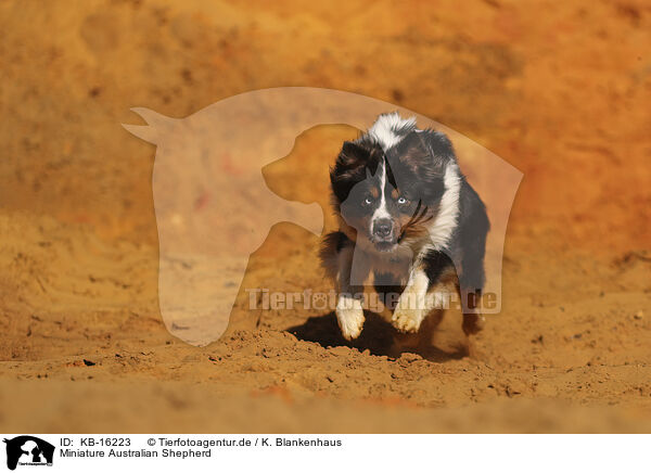 Miniature Australian Shepherd / Miniature Australian Shepherd / KB-16223