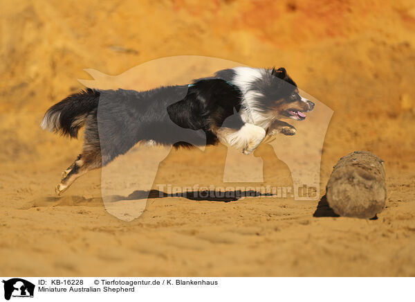 Miniature Australian Shepherd / Miniature Australian Shepherd / KB-16228
