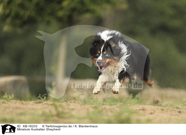 Miniature Australian Shepherd / Miniature Australian Shepherd / KB-16233