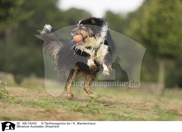 Miniature Australian Shepherd / Miniature Australian Shepherd / KB-16240