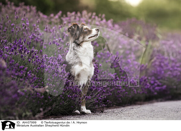 Miniature Australian Shepherd Hndin / female Miniature Australian Shepherd / AH-07999