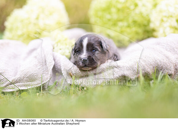 3 Wochen alter Miniature Australian Shepherd / 3 weeks old Miniature Australian Shepherd / AH-08060