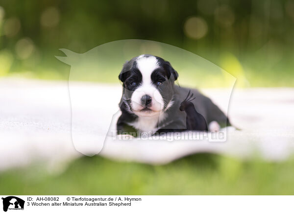 3 Wochen alter Miniature Australian Shepherd / 3 weeks old Miniature Australian Shepherd / AH-08082
