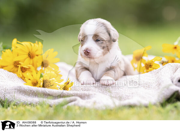 3 Wochen alter Miniature Australian Shepherd / 3 weeks old Miniature Australian Shepherd / AH-08088
