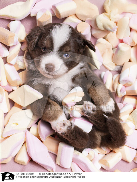 4 Wochen alter Miniature Australian Shepherd Welpe / AH-08091