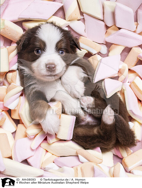 4 Wochen alter Miniature Australian Shepherd Welpe / AH-08093
