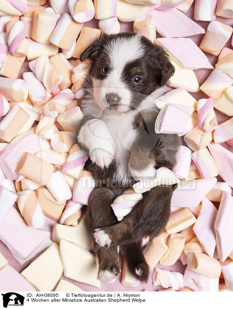 4 Wochen alter Miniature Australian Shepherd Welpe / 4 weeks old Miniature Australian Shepherd puppy / AH-08095