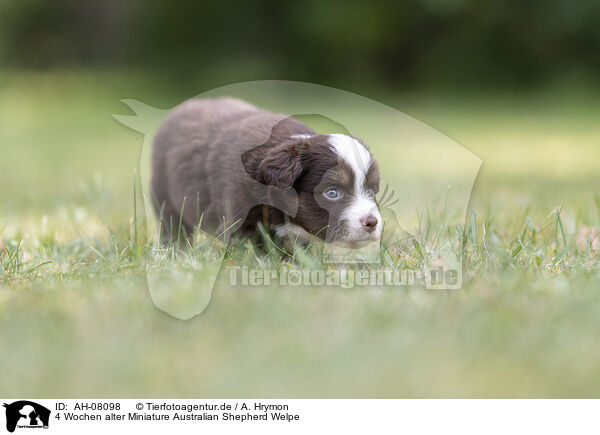 4 Wochen alter Miniature Australian Shepherd Welpe / 4 weeks old Miniature Australian Shepherd puppy / AH-08098