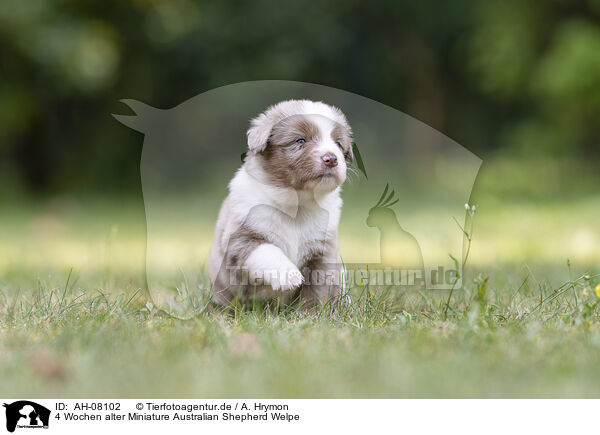 4 Wochen alter Miniature Australian Shepherd Welpe / 4 weeks old Miniature Australian Shepherd puppy / AH-08102
