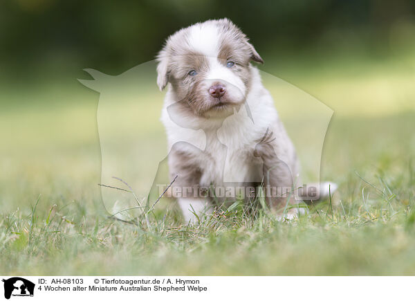 4 Wochen alter Miniature Australian Shepherd Welpe / 4 weeks old Miniature Australian Shepherd puppy / AH-08103