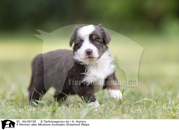 4 Wochen alter Miniature Australian Shepherd Welpe / 4 weeks old Miniature Australian Shepherd puppy / AH-08106