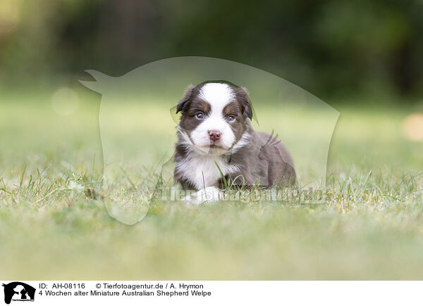 4 Wochen alter Miniature Australian Shepherd Welpe / AH-08116