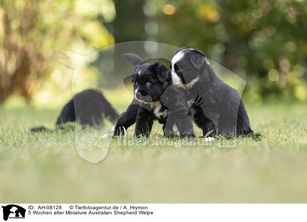 5 Wochen alter Miniature Australian Shepherd Welpe / AH-08128