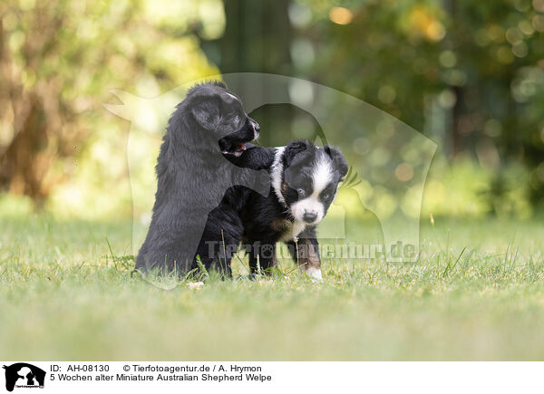 5 Wochen alter Miniature Australian Shepherd Welpe / 5 weeks old Miniature Australian Shepherd puppy / AH-08130
