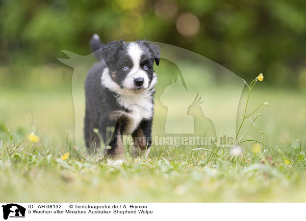5 Wochen alter Miniature Australian Shepherd Welpe / AH-08132