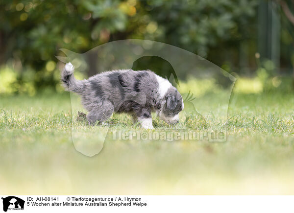 5 Wochen alter Miniature Australian Shepherd Welpe / 5 weeks old Miniature Australian Shepherd puppy / AH-08141