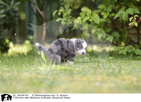5 Wochen alter Miniature Australian Shepherd Welpe / AH-08143