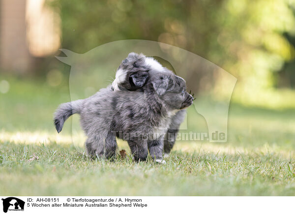 5 Wochen alter Miniature Australian Shepherd Welpe / 5 weeks old Miniature Australian Shepherd puppy / AH-08151