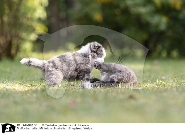 5 Wochen alter Miniature Australian Shepherd Welpe / 5 weeks old Miniature Australian Shepherd puppy / AH-08156