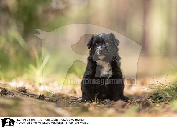 4 Wochen alter Miniature Australian Shepherd Welpe / 4 weeks old Miniature Australian Shepherd puppy / AH-08165